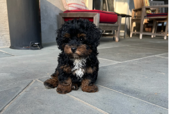 What Is an F1B Mini Bernedoodle? Size, Coat Type & More 