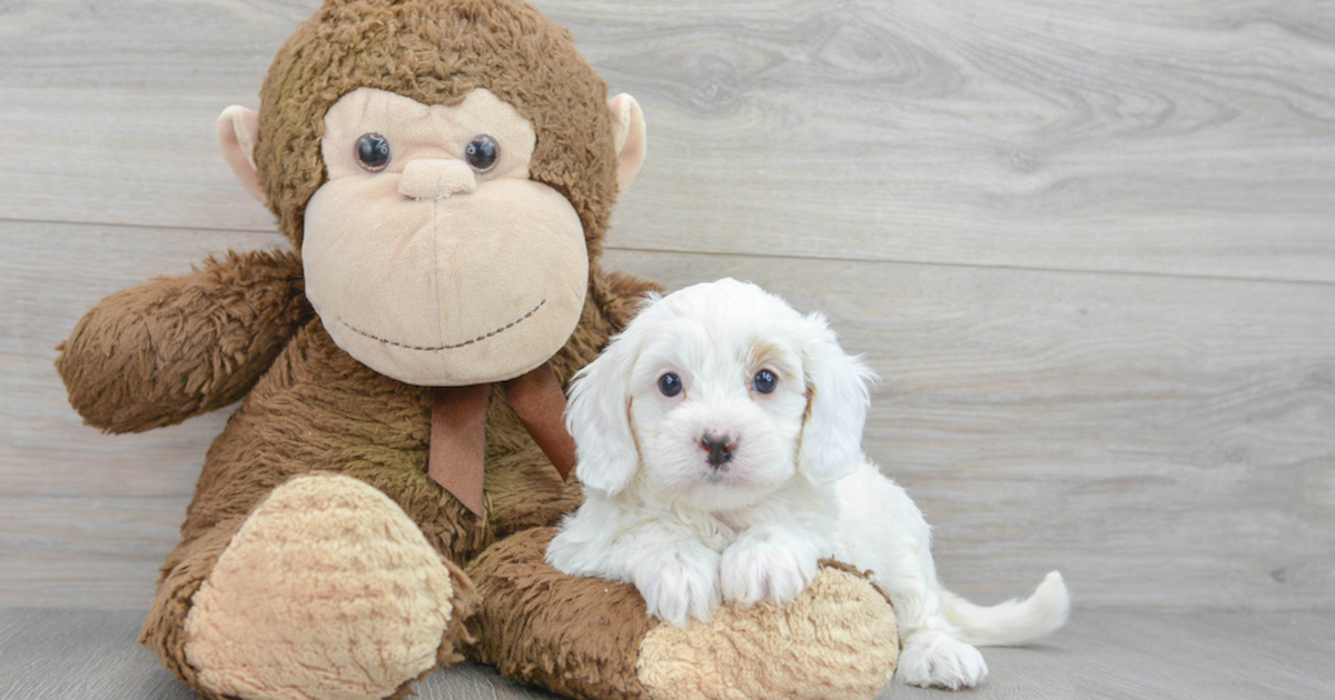 White Cavapoo Guide: See Photos, Care Tips & More (2024)