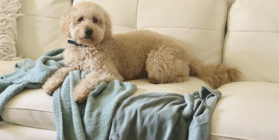 Introduction to the White Mini Goldendoodle Introduction to the White Mini Goldendoodle