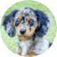 Mini Doxiedoodle Puppy For Sale - Premier Pups