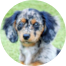 Mini Doxiedoodle Puppies For Sale - Premier Pups Mini Doxiedoodle Puppies For Sale - Premier Pups
