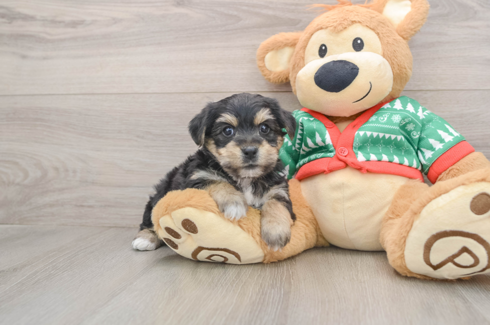 5 week old Yorkie Chon Puppy For Sale - Premier Pups