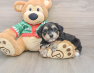 5 week old Yorkie Chon Puppy For Sale - Premier Pups
