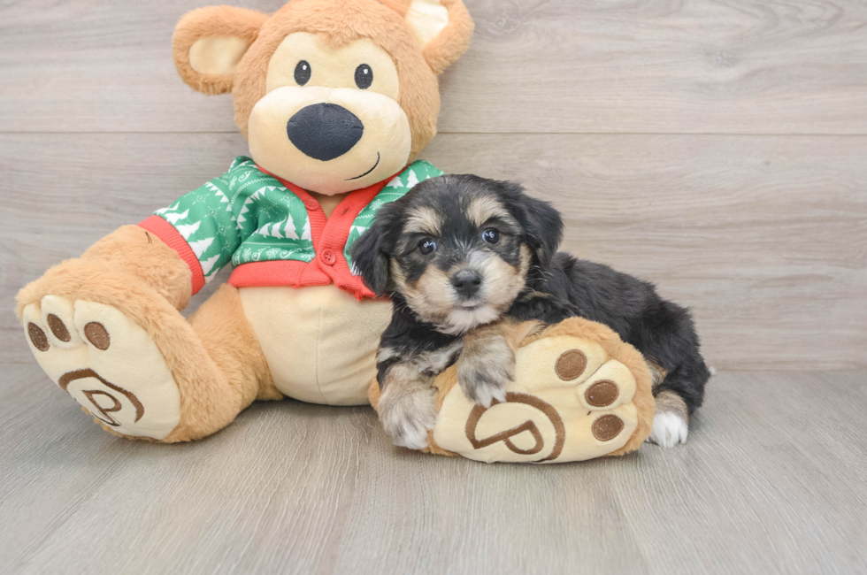 5 week old Yorkie Chon Puppy For Sale - Premier Pups