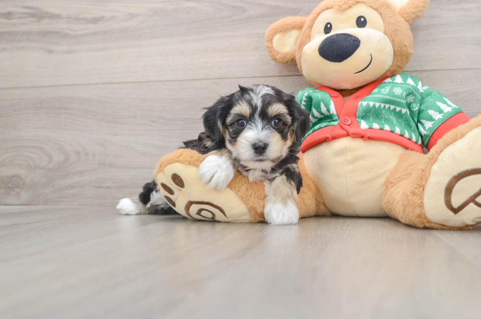 5 week old Yorkie Chon Puppy For Sale - Premier Pups