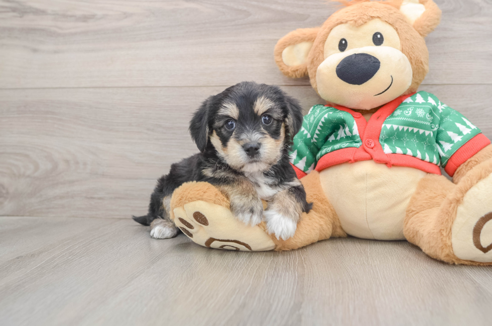 5 week old Yorkie Chon Puppy For Sale - Premier Pups