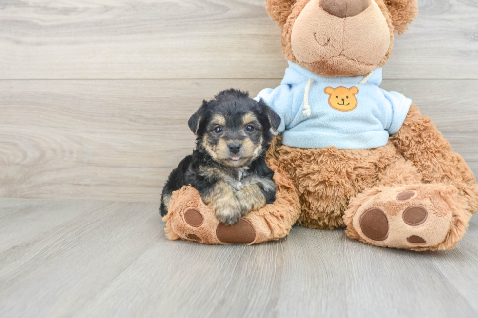 Yorkie Chon Puppy for Adoption