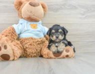 6 week old Yorkie Chon Puppy For Sale - Premier Pups