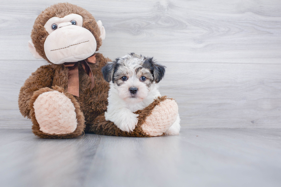 Hypoallergenic Yorkie Bichon Designer Puppy