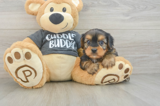 Little Borkie Designer Puppy