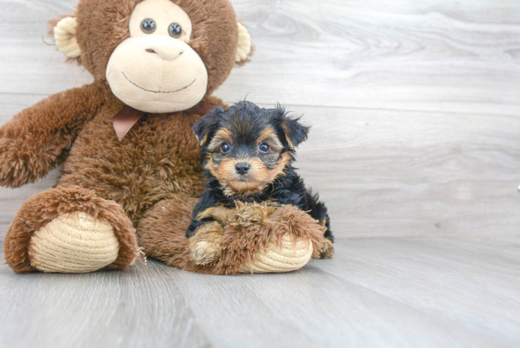 Yorkie Chon Pup Being Cute