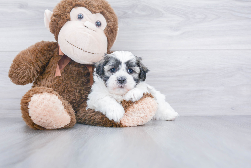 Fluffy Teddy Bear Designer Pup