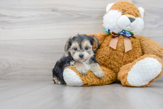 Yorkie Chon Pup Being Cute