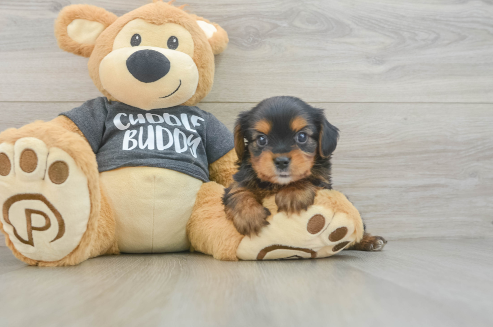 6 week old Yorkie Chon Puppy For Sale - Premier Pups