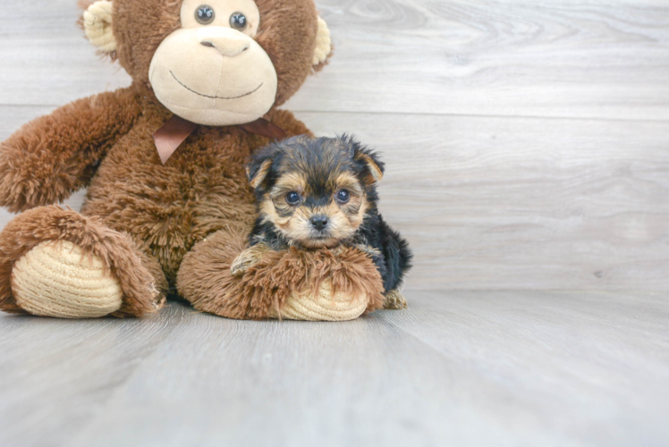 Yorkie Chon Pup Being Cute