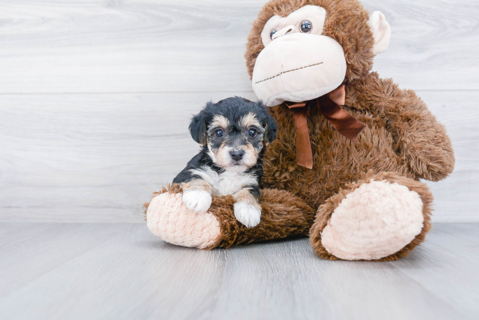 Yorkie Chon Pup Being Cute