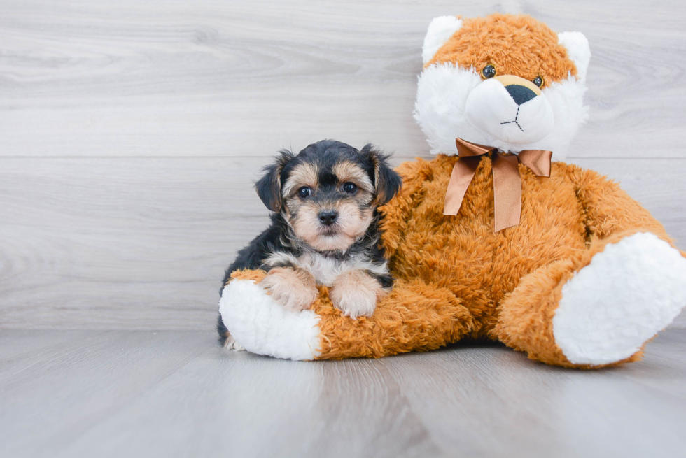 Adorable Yorkshire Frise Designer Puppy