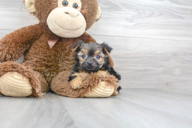 Adorable Yorkshire Frise Designer Puppy