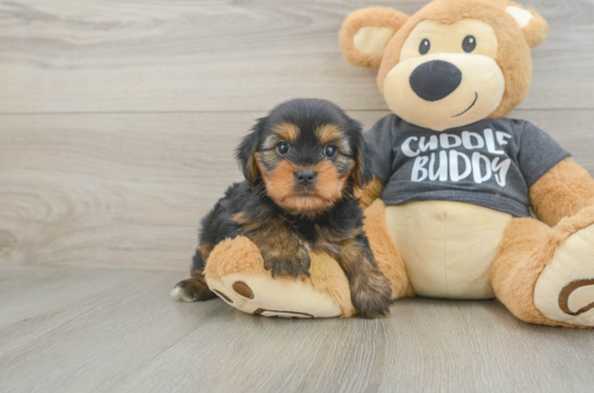 Friendly Yorkie Chon Baby
