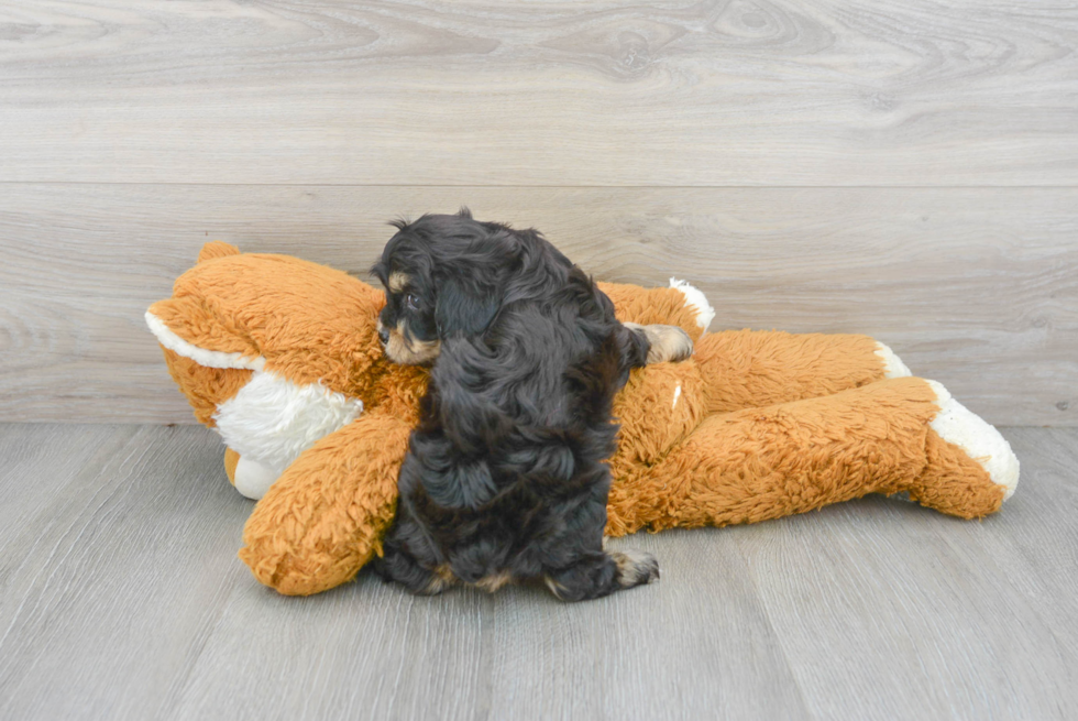 Friendly Cavachon Baby