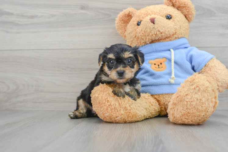 Cute Yorkie Chon Baby