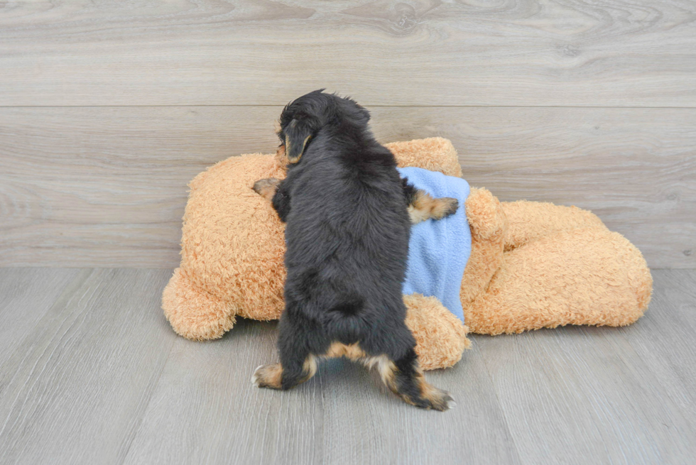 Energetic Yorkichon Designer Puppy