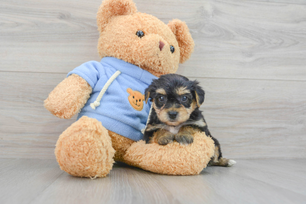 Best Yorkie Chon Baby