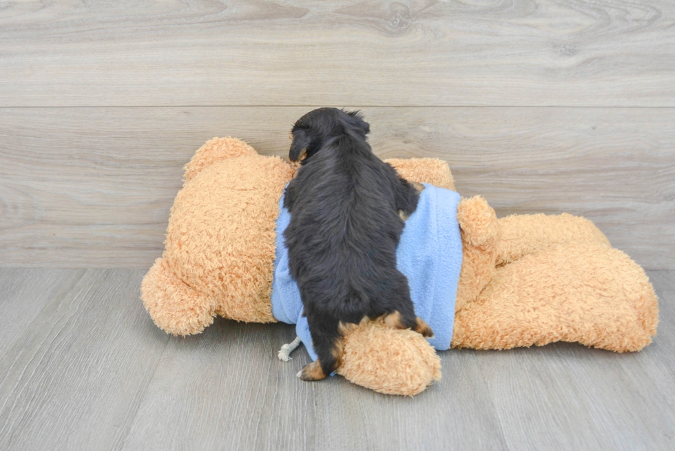 Best Yorkie Chon Baby