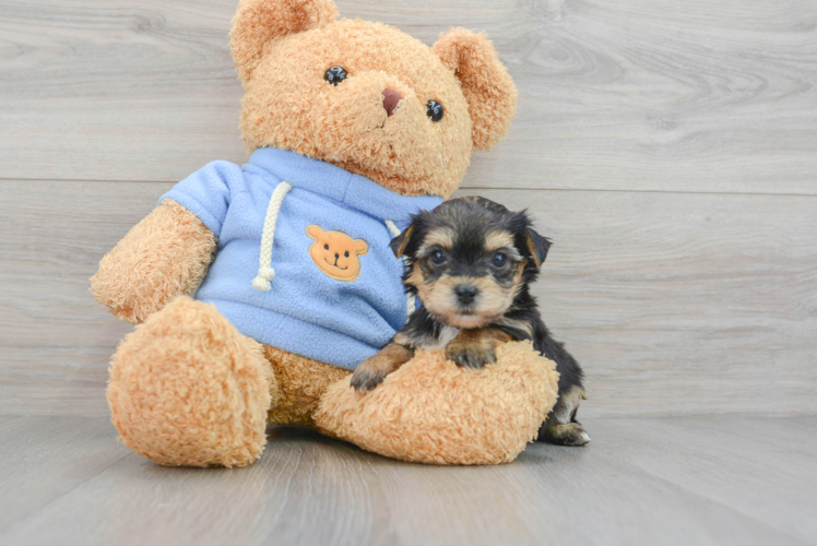 Yorkie Chon Puppy for Adoption