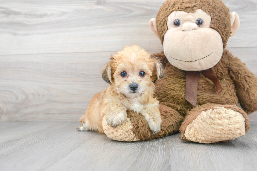 Yorkie Chon Pup Being Cute