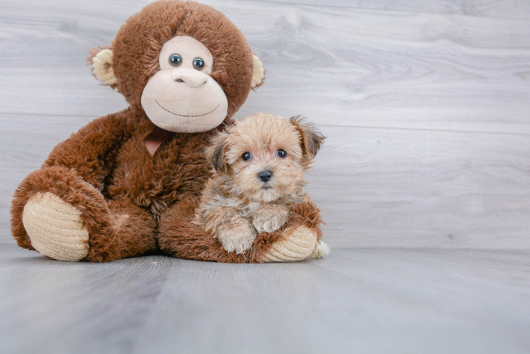 Yorkie Chon Pup Being Cute