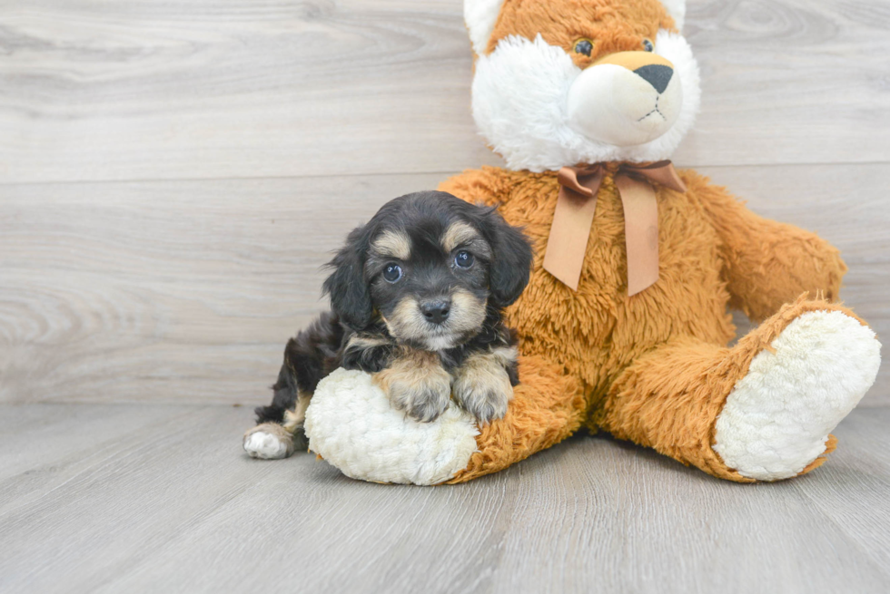 Smart Cavachon Designer Pup