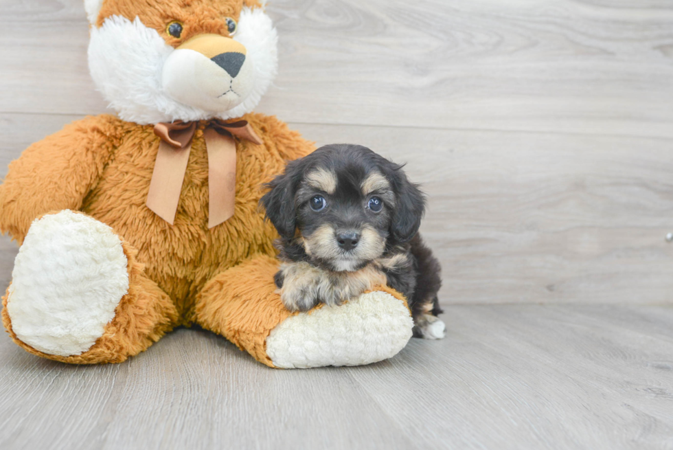 Cavachon Puppy for Adoption