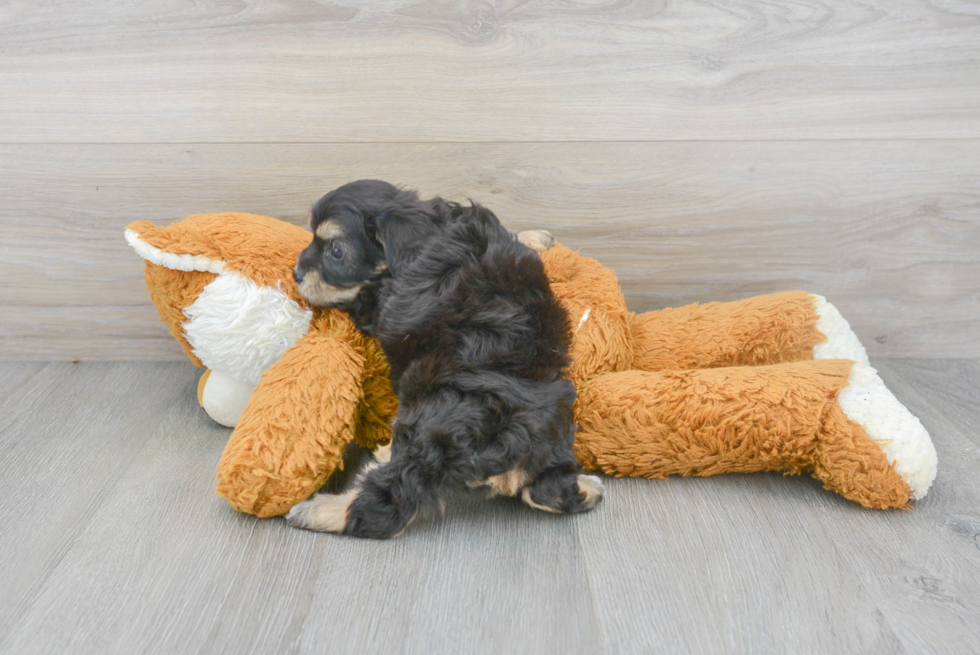 Smart Cavachon Designer Pup