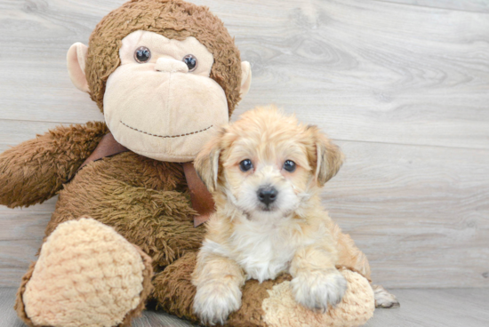 Adorable Yorkshire Frise Designer Puppy