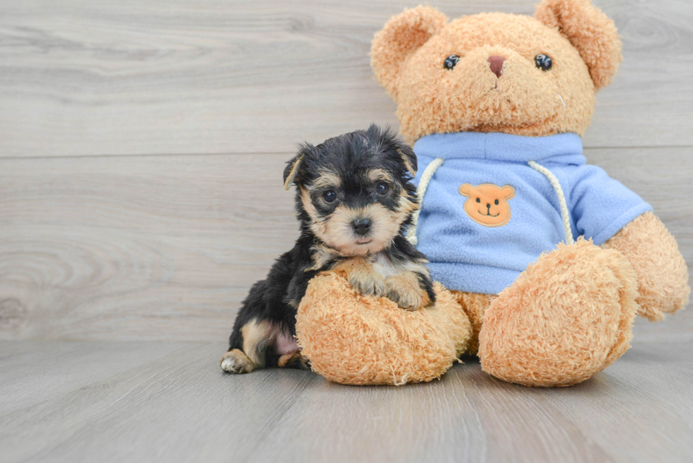 Fluffy Yorkie Chon Designer Pup