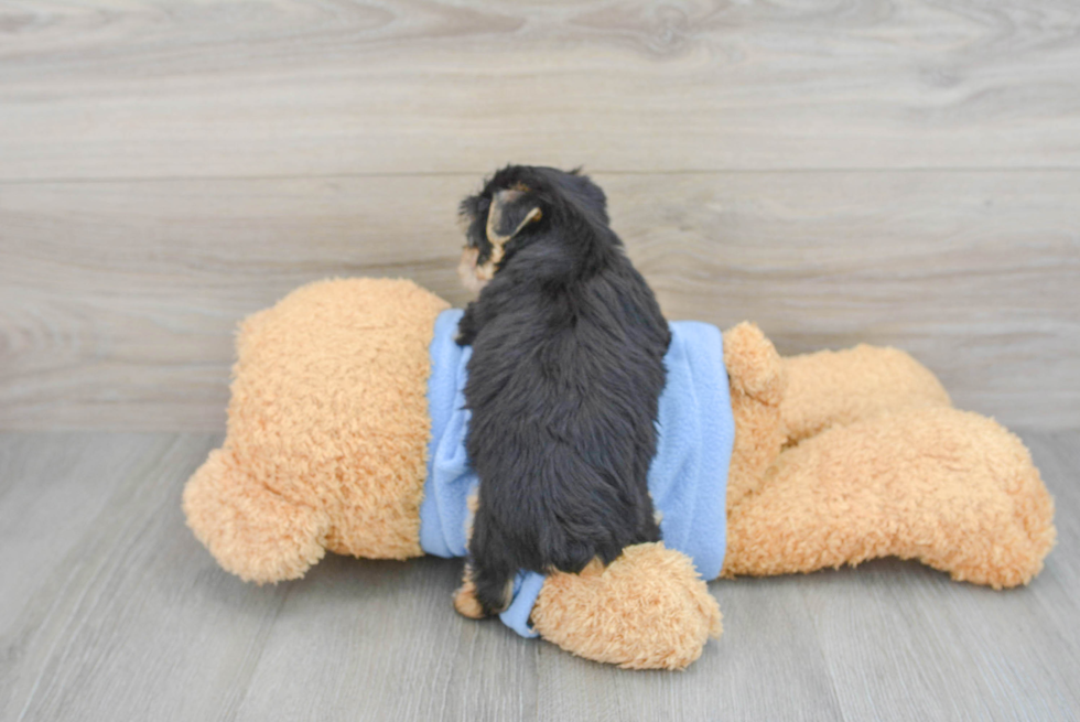 Small Yorkie Chon Baby