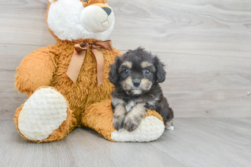 Best Cavachon Baby