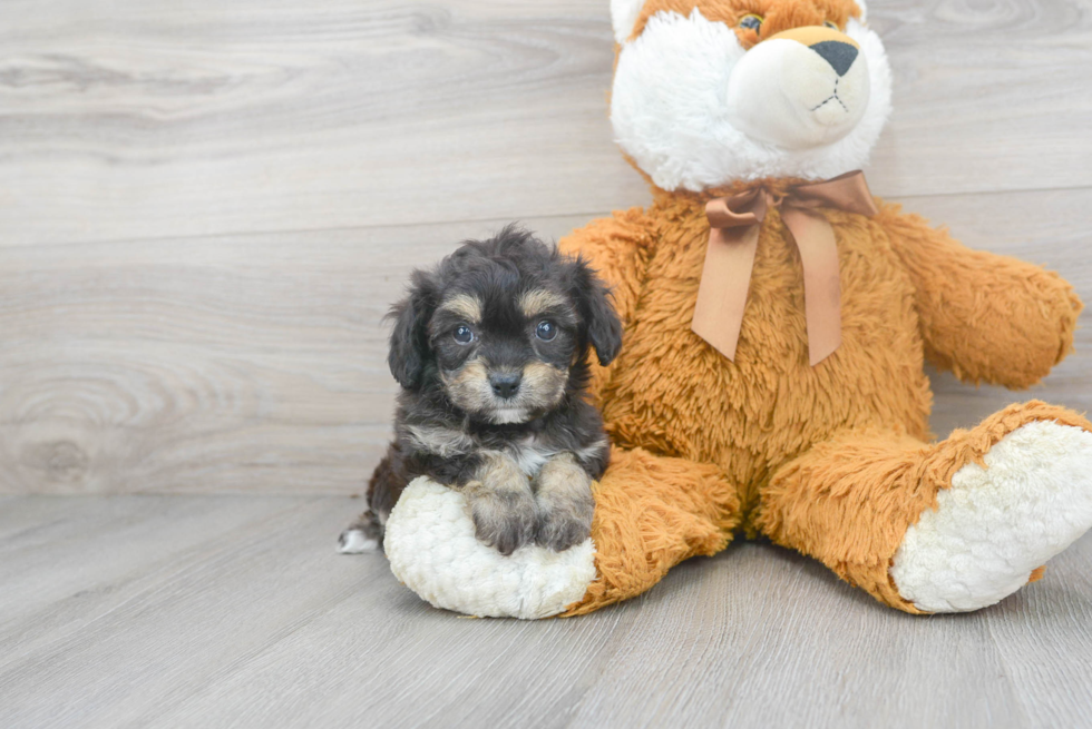 Cavachon Puppy for Adoption