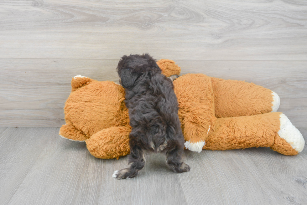 Friendly Cavachon Baby