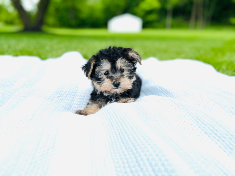 Yorkie Chon Pup Being Cute