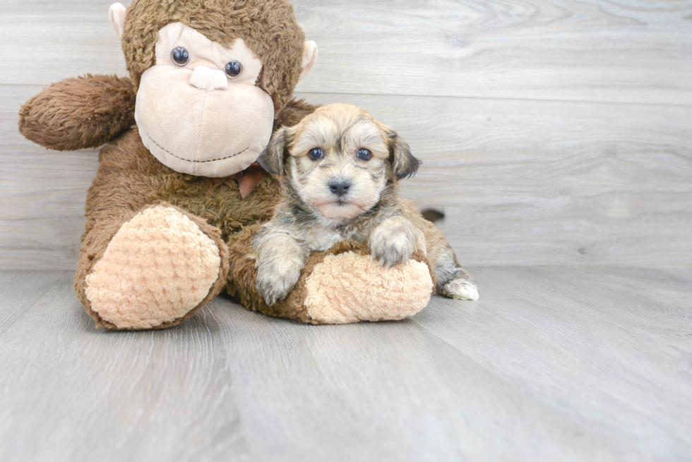 Cute Yorkie Chon Baby