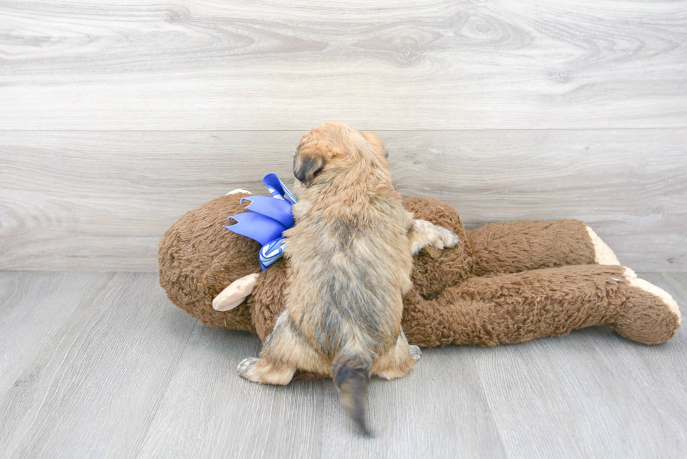Cute Yorkichon Designer Puppy