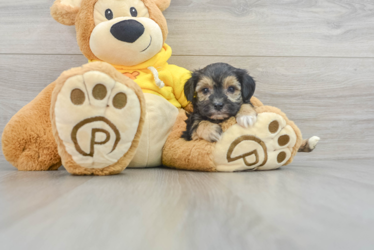 Friendly Yorkie Chon Baby