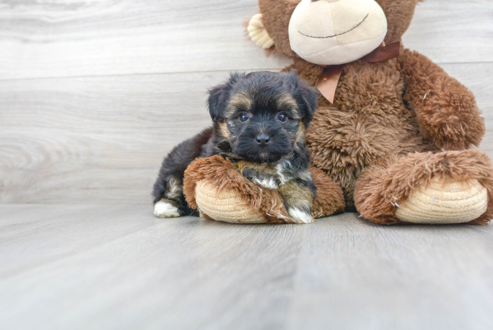 Yorkie Chon Pup Being Cute