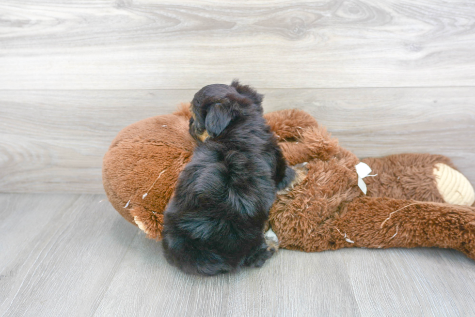 Yorkie Chon Pup Being Cute