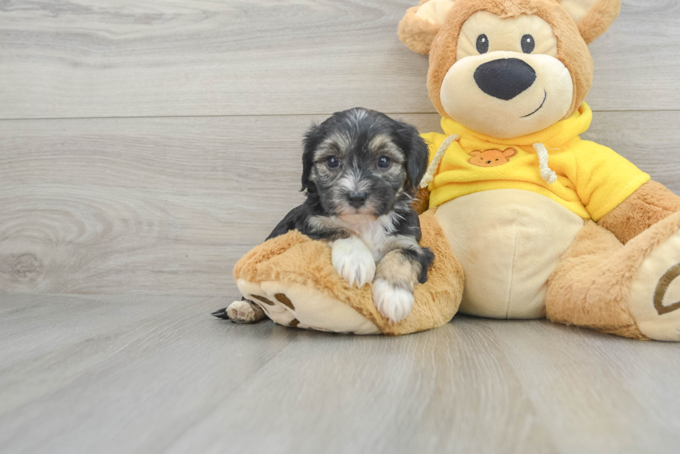 Yorkie Chon Pup Being Cute