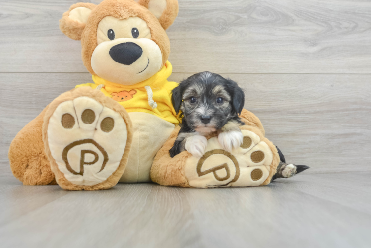 Happy Yorkie Chon Baby