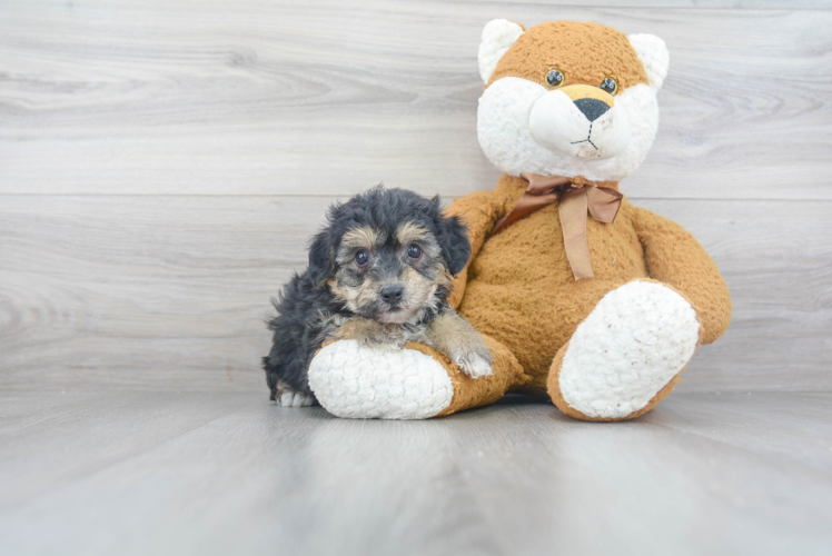 Yorkie Chon Pup Being Cute