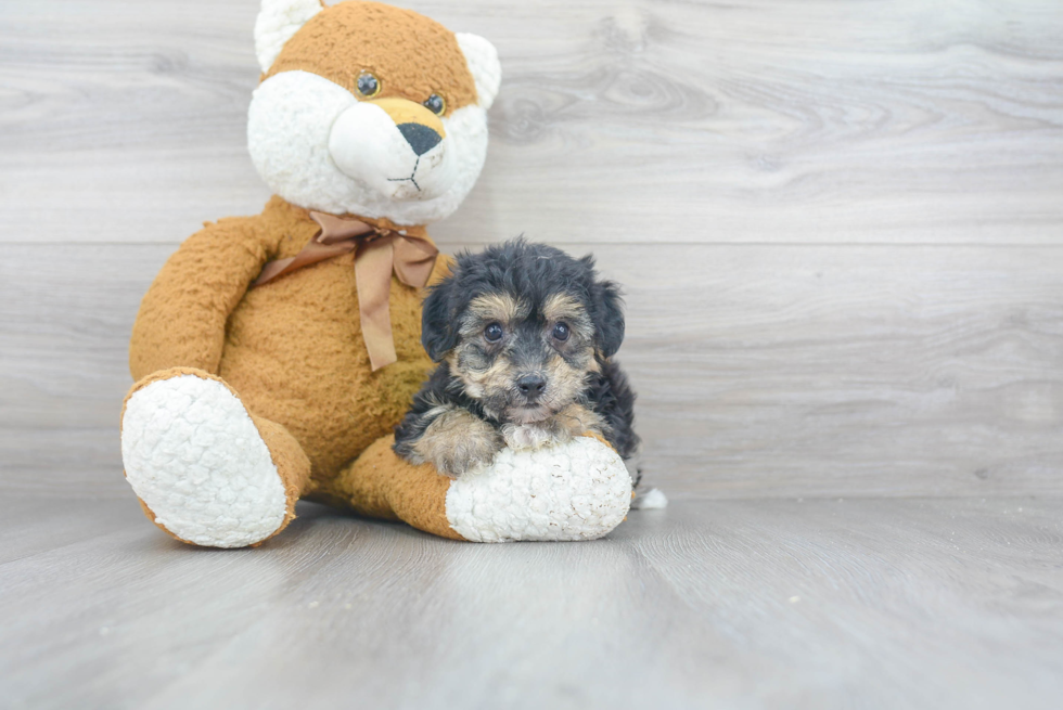 Sweet Yorkie Chon Baby